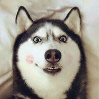 好看的微信头像动物（微信头像小动物）