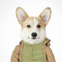 好看的微信头像动物（微信头像小动物）