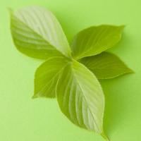 清新淡雅的微信头像 唯美|微信头像简约干净 唯美