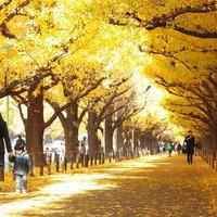 清新淡雅的微信头像 唯美|微信头像简约干净 唯美