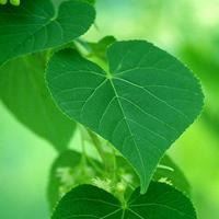 清新淡雅的微信头像 唯美|微信头像简约干净 唯美