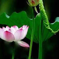 适合40岁父亲的微信头像高清_适合40岁父亲的微信头像风景