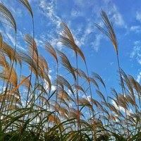 随风的头像_随风的头像图片