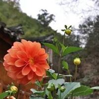 静待花开的头像图片|静待花开壁纸