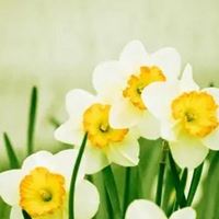 静待花开的头像图片|静待花开壁纸