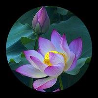 唯美花朵意境图片 风景 淡雅（唯美意境花朵风景图片）