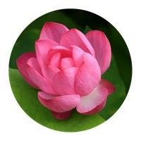 唯美花朵意境图片 风景 淡雅（唯美意境花朵风景图片）