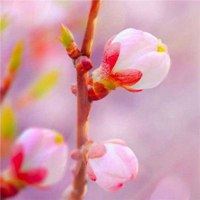 绽放出最美的花蕾_花朵风景 鲜艳