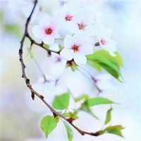 绽放出最美的花蕾_花朵风景 鲜艳