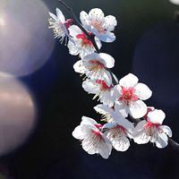 绽放出最美的花蕾_花朵风景 鲜艳