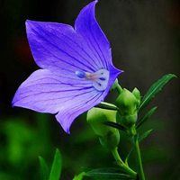绽放出最美的花蕾_花朵风景 鲜艳