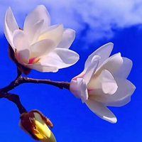 绽放出最美的花蕾_花朵风景 鲜艳