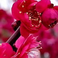 绽放出最美的花蕾_花朵风景 鲜艳