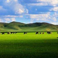 大草原景色（美丽辽阔的大草原）