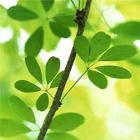 树叶风景图片-美丽树叶风景图