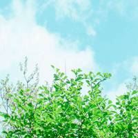 树叶风景图片-美丽树叶风景图