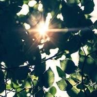 清晨的第一缕阳光 清晨的第一缕阳光图片