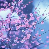 头像大全花朵风景图片（头像图片花朵 风景 大自然）