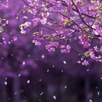头像大全花朵风景图片（头像图片花朵 风景 大自然）