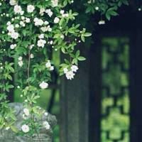 头像大全花朵风景图片（头像图片花朵 风景 大自然）