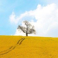 金色高清壁纸|金色壁纸装修效果图