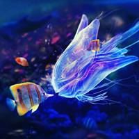 色彩缤纷的海底世界七年级上美术书上-多彩的海底世界