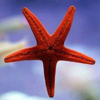 色彩缤纷的海底世界七年级上美术书上-多彩的海底世界