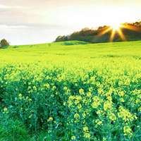 油菜花风景_油菜花观赏胜地
