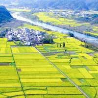油菜花风景_油菜花观赏胜地