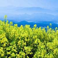 油菜花风景_油菜花观赏胜地