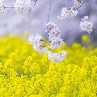 油菜花风景_油菜花观赏胜地