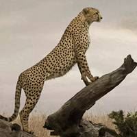 非洲草原风景-非洲的大草原