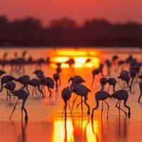 非洲草原风景-非洲的大草原