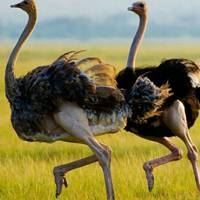 非洲草原风景-非洲的大草原