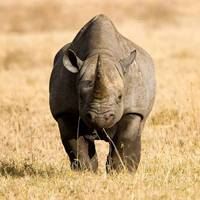 非洲草原风景-非洲的大草原