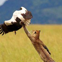 非洲草原风景-非洲的大草原