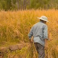 金秋稻田美景图片_秋天金色稻田图片