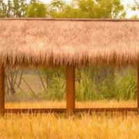 金秋稻田美景图片_秋天金色稻田图片