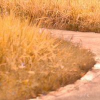 金秋稻田美景图片_秋天金色稻田图片