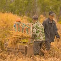 金秋稻田美景图片_秋天金色稻田图片