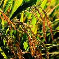 金秋稻田美景图片_秋天金色稻田图片