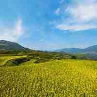 金秋稻田美景图片_秋天金色稻田图片