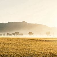 金秋稻田美景图片_秋天金色稻田图片