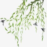 柳条燕子图片代表什么 好看的燕子图片做头像