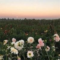 风景头像 简约（头像图片风景高清图片 清新淡雅）