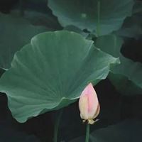 微信头像图片大全清新 风景 清新淡雅|唯美微信头像图片大全 有气质 内涵