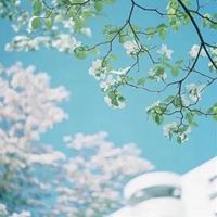 QQ头像风景图片（风景头像QQ）