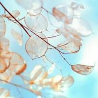 QQ头像风景图片（风景头像QQ）