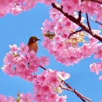 春天景色头像|春天好看的头像图片
