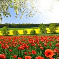 春天景色头像|春天好看的头像图片